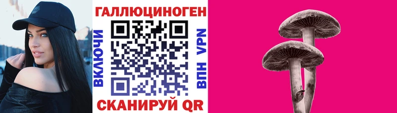 блэк спрут онион  Прохладный  Псилоцибиновые грибы Psilocybine cubensis 